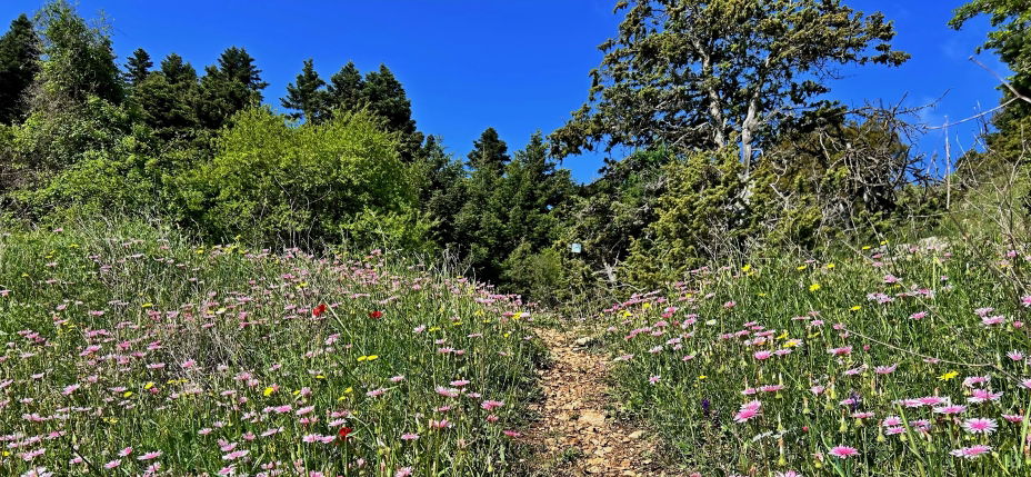005_SGMT_Fabulous_wild_flowers_high_up_on_the_trail_between_Valtesiniko_and_Lagkadia_-Adrian_Huntx.jpg