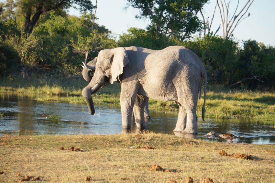 Elephants in the riverx