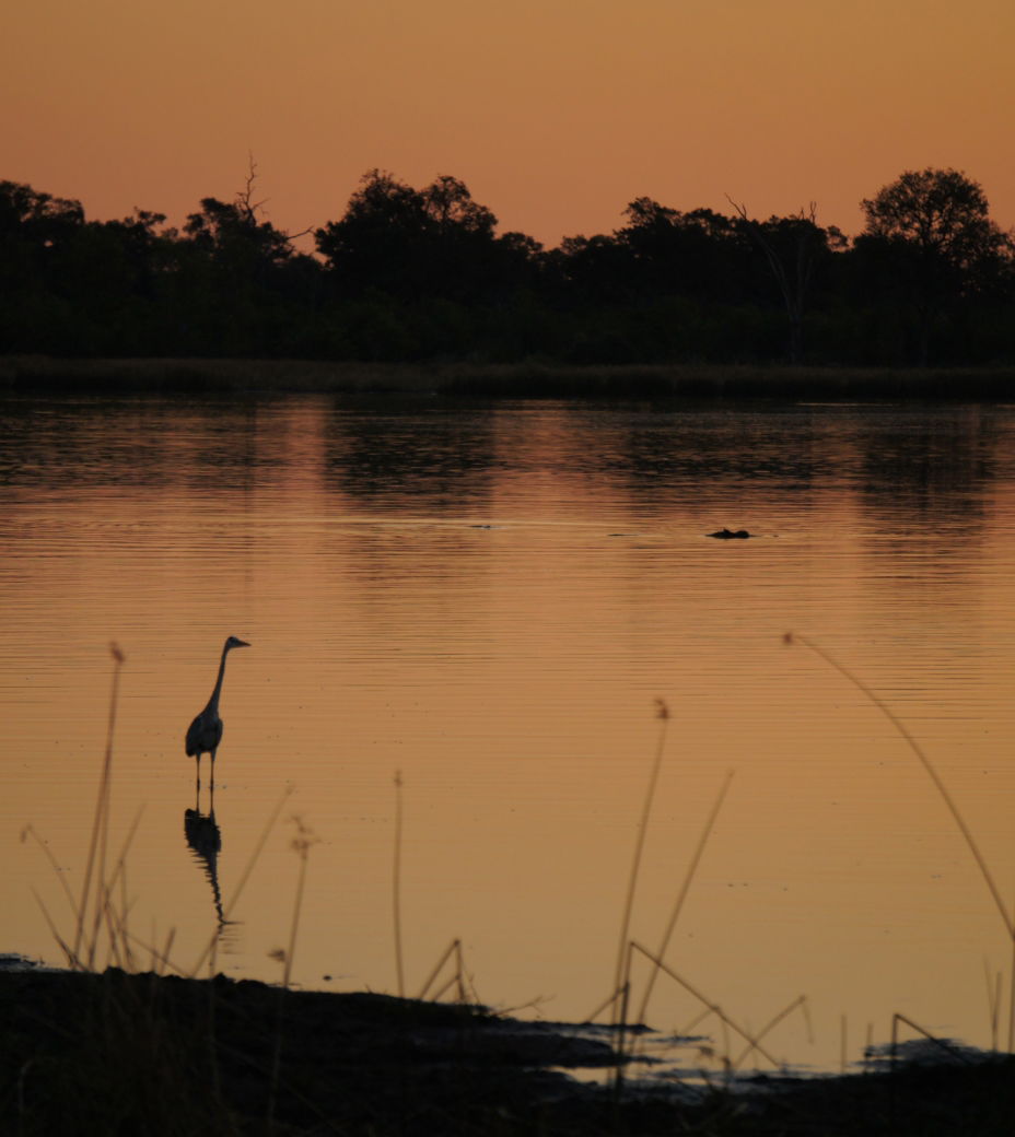 stork meet croc at sunsetx